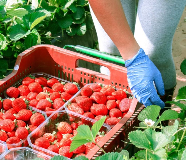 La campaña de frutos rojos en Huelva cierra con una caída en la producción pero repunte en las exportaciones