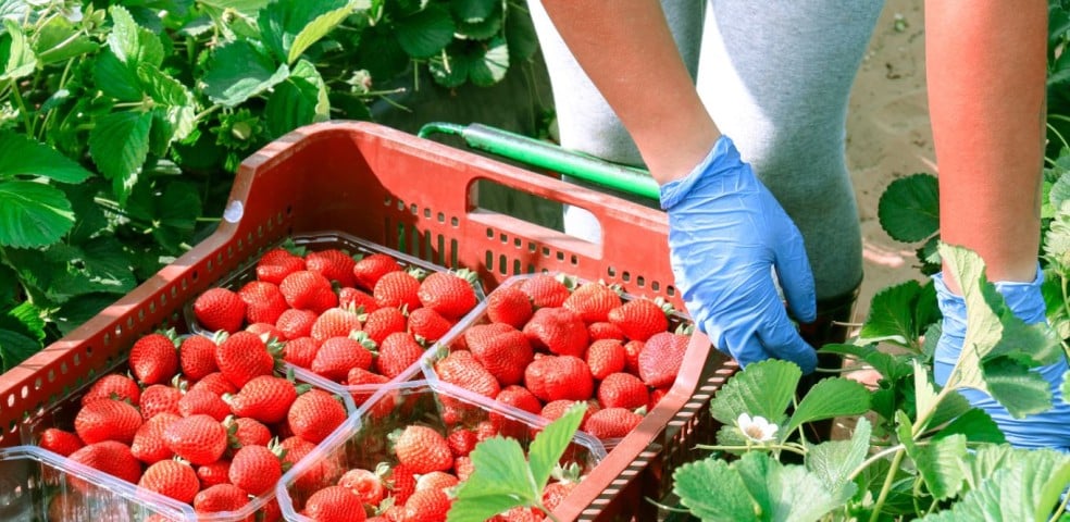 Foto prensa fresas