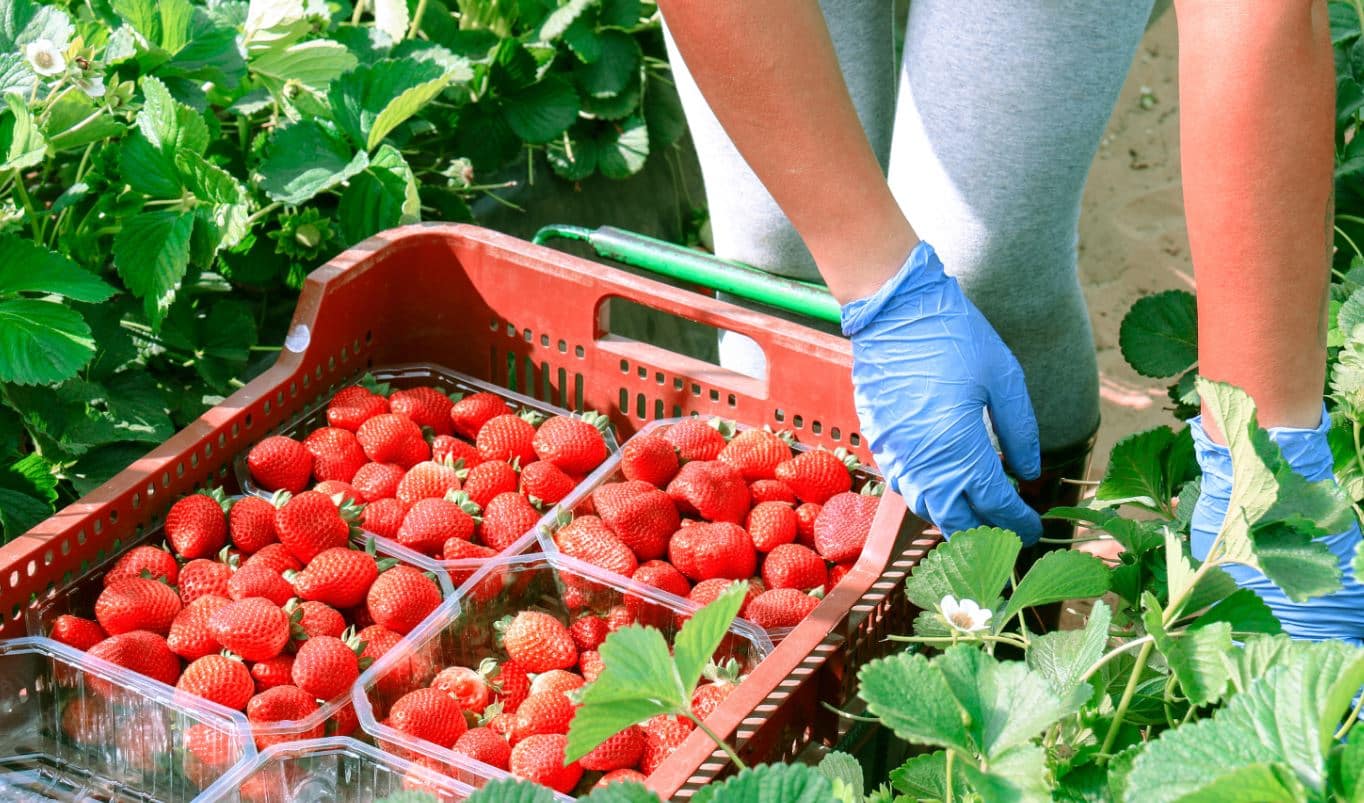 Facua, COAG y La Unió exigen medidas tras la nueva alerta de presencia de Hepatitis A en fresas de Marruecos