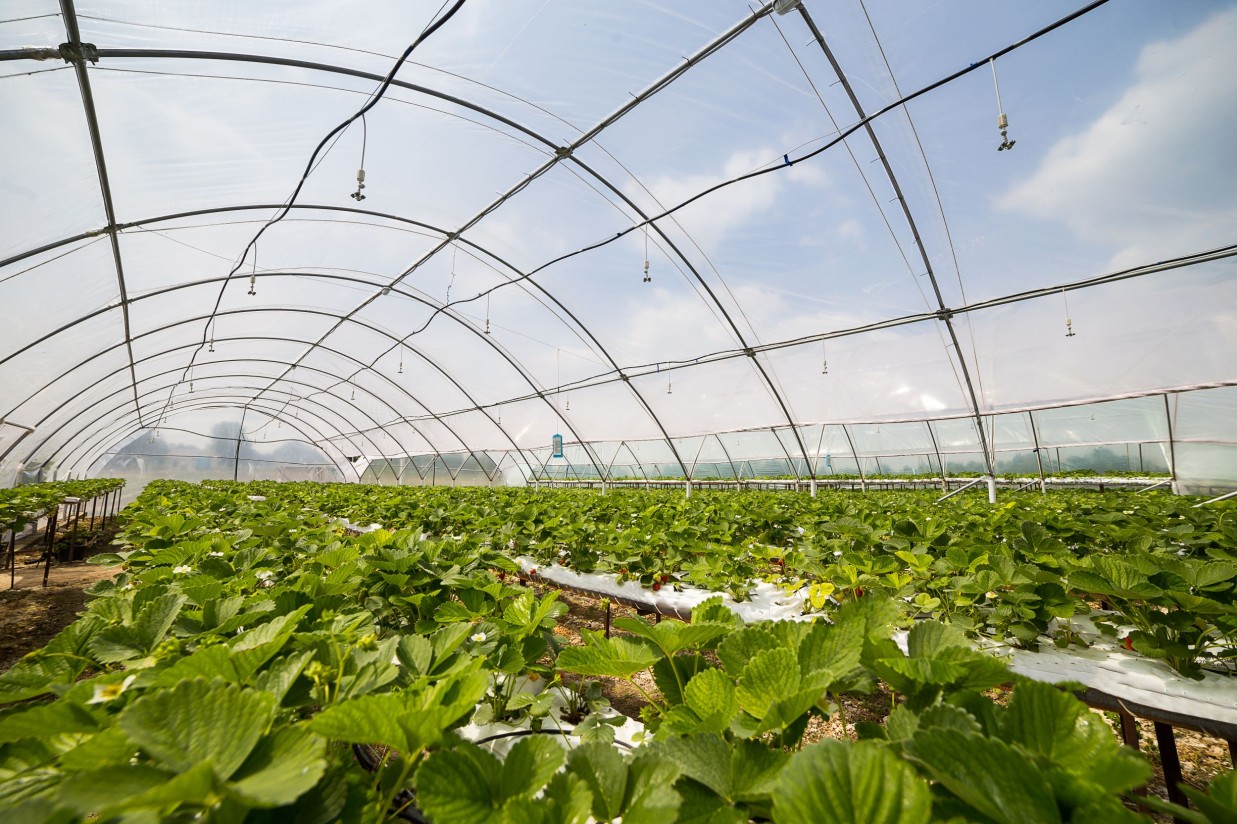 El 1 de septiembre entra en vigor la Extensión de Norma de Calidad de Hortyfruta para el sector hortofrutícola andaluz bajo invernadero