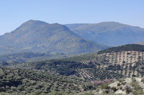 El sector agrario andaluz lamenta el respaldo político de Bruselas al «PEPAC de Luis Planas»