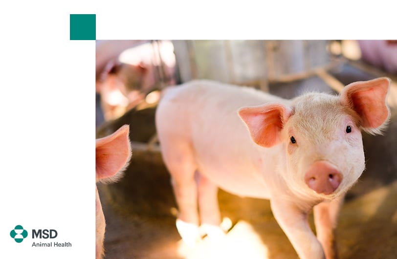 MSD Animal Health presenta su nueva plataforma ‘Expertos en reposición’