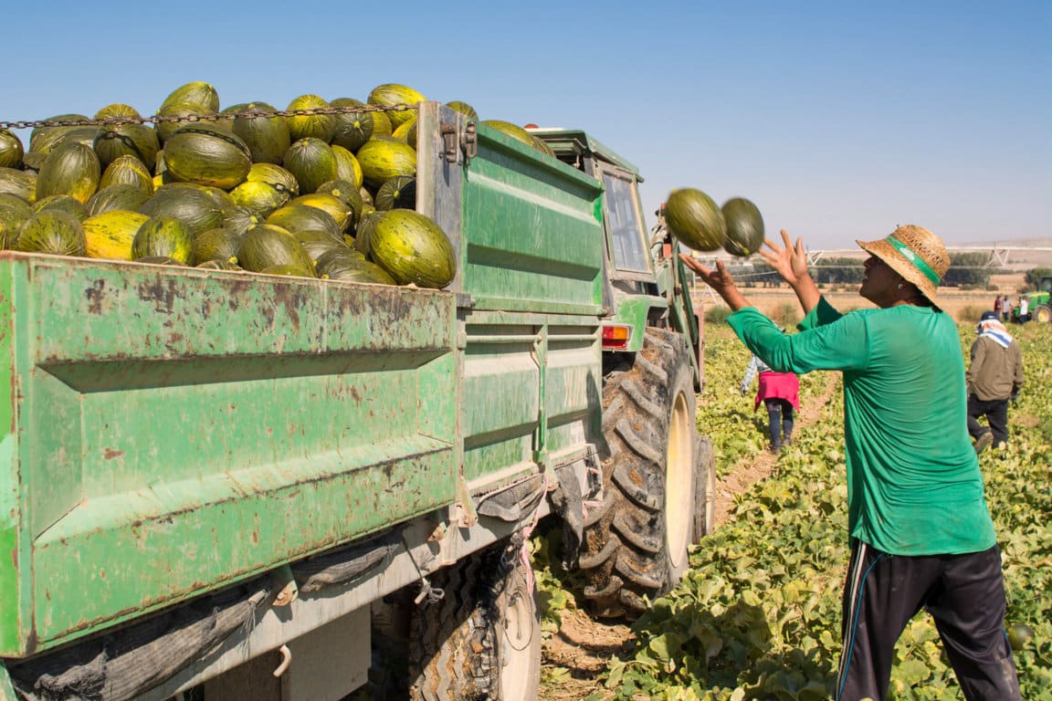 EPA 2º Trimestre 2022: bajan la ocupación y el paro en la rama de Agricultura