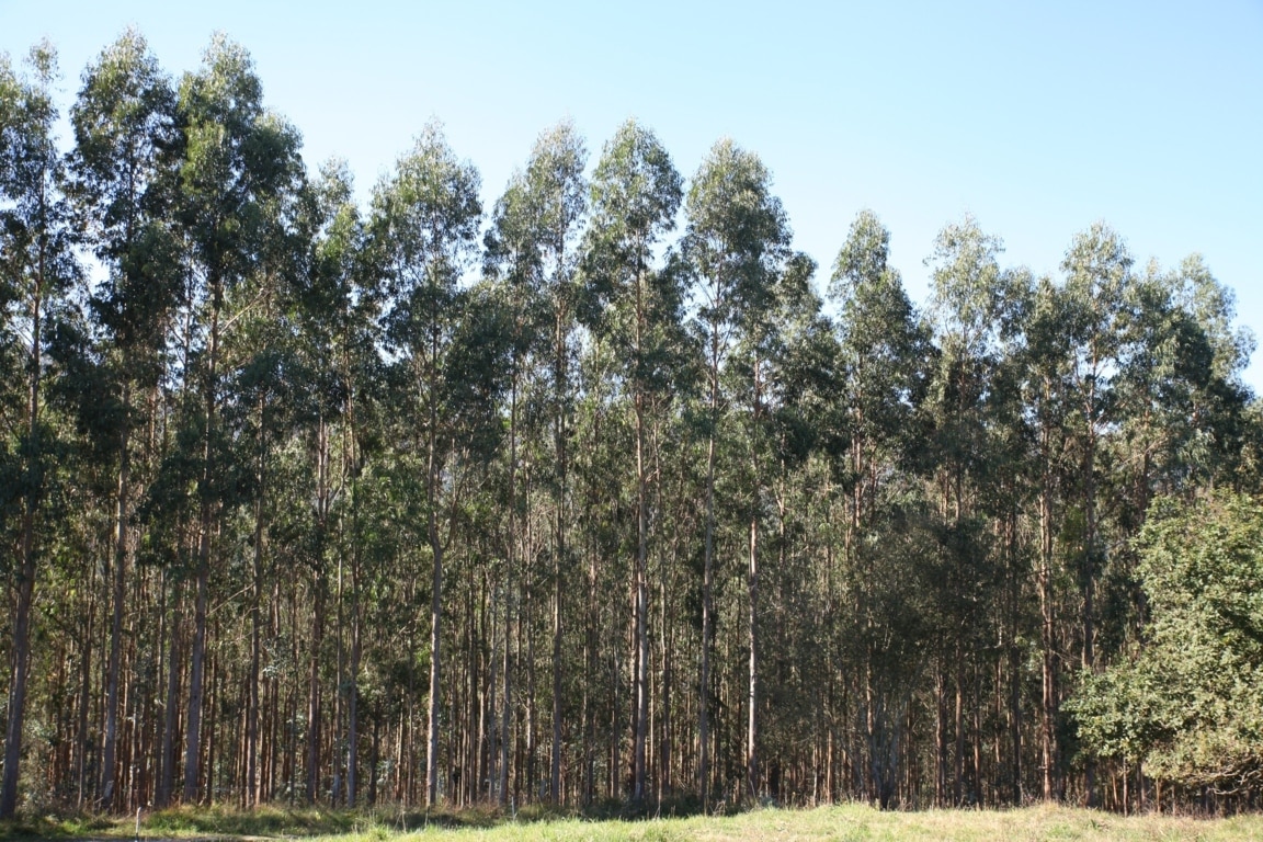 El consumo de madera para papel creció un 2% el pasado año