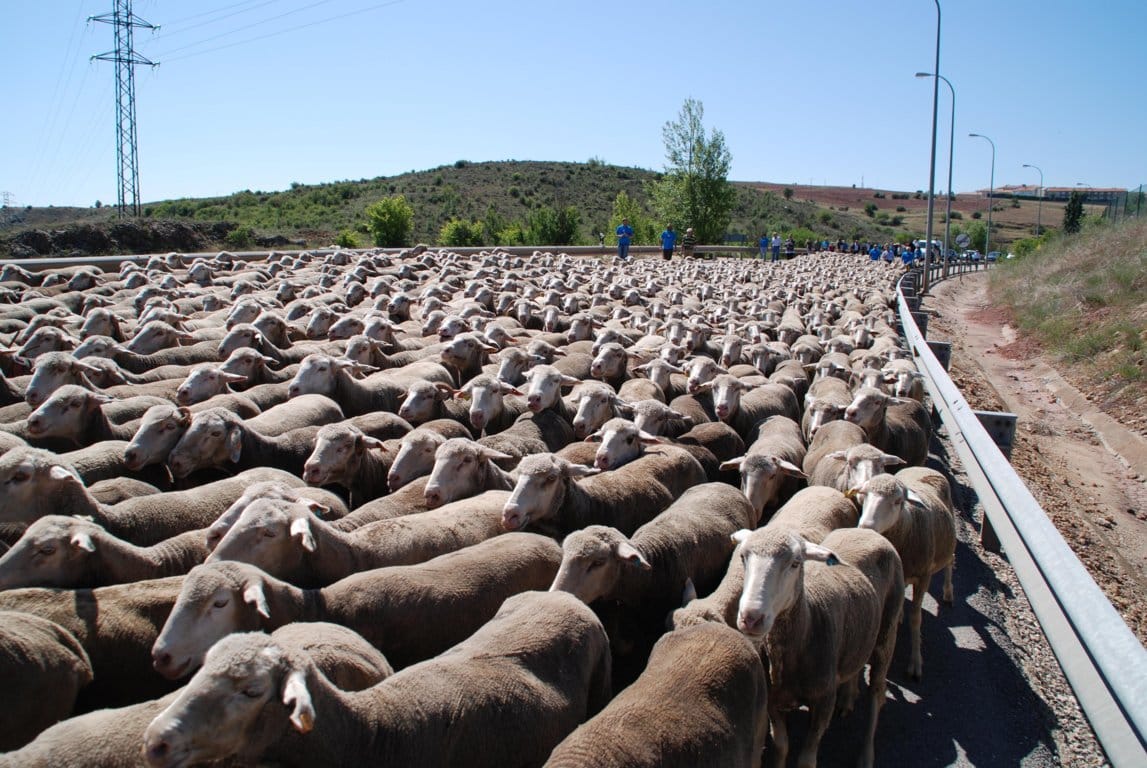 Nace la primera Red Nacional de la Trashumancia