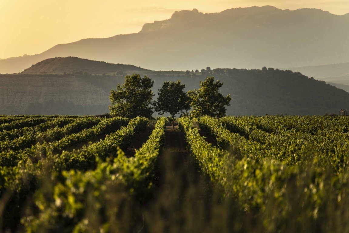 La Rioja publica los costes medios de producción de la uva y el vino a granel en 2021