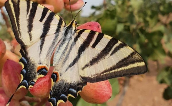 Enfoque práctico del cultivo ecológico del pistachero