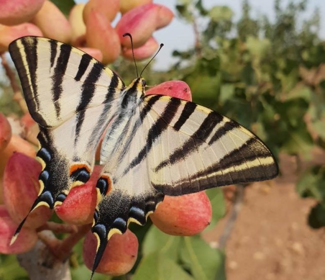 Enfoque práctico del cultivo ecológico del pistachero