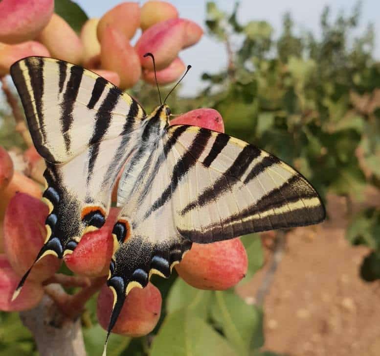 Enfoque práctico del cultivo ecológico del pistachero