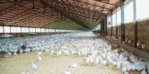 Efecto de la densidad de carga, duración del viaje y temperatura sobre la mortalidad en el transporte de pollos de 3 a 5 kilogramos