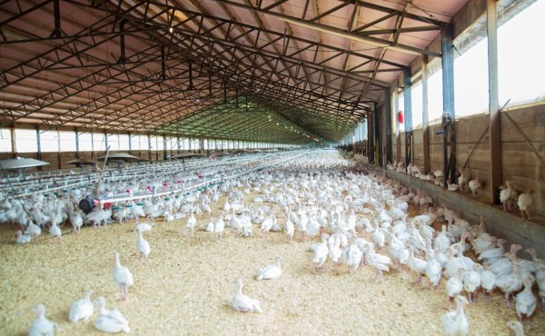 Efecto de la densidad de carga, duración del viaje y temperatura sobre la mortalidad en el transporte de pollos de 3 a 5 kilogramos