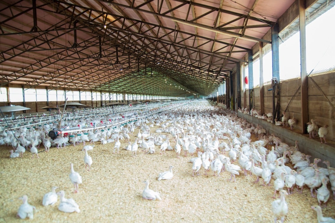 Efecto de la densidad de carga, duración del viaje y temperatura sobre la mortalidad en el transporte de pollos de 3 a 5 kilogramos