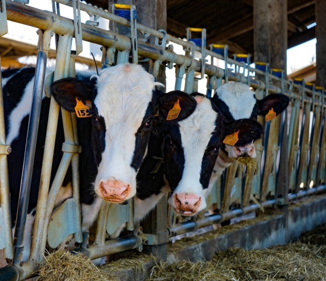 La microbiota del rumen y su importancia para la sostenibilidad