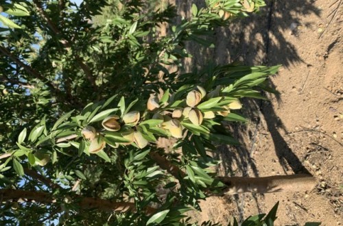 Bases para el cultivo del almendro en ecológico