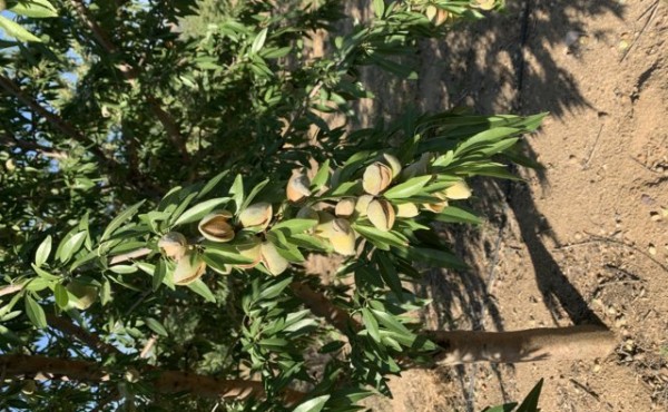 Bases para el cultivo del almendro en ecológico