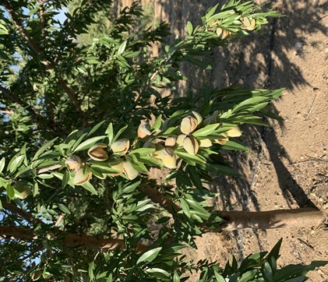 Bases para el cultivo del almendro en ecológico