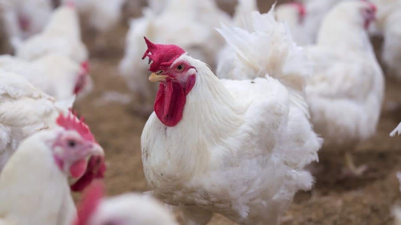El MAPA prevé actualizar y reforzar las medidas frente a la gripe aviar  
