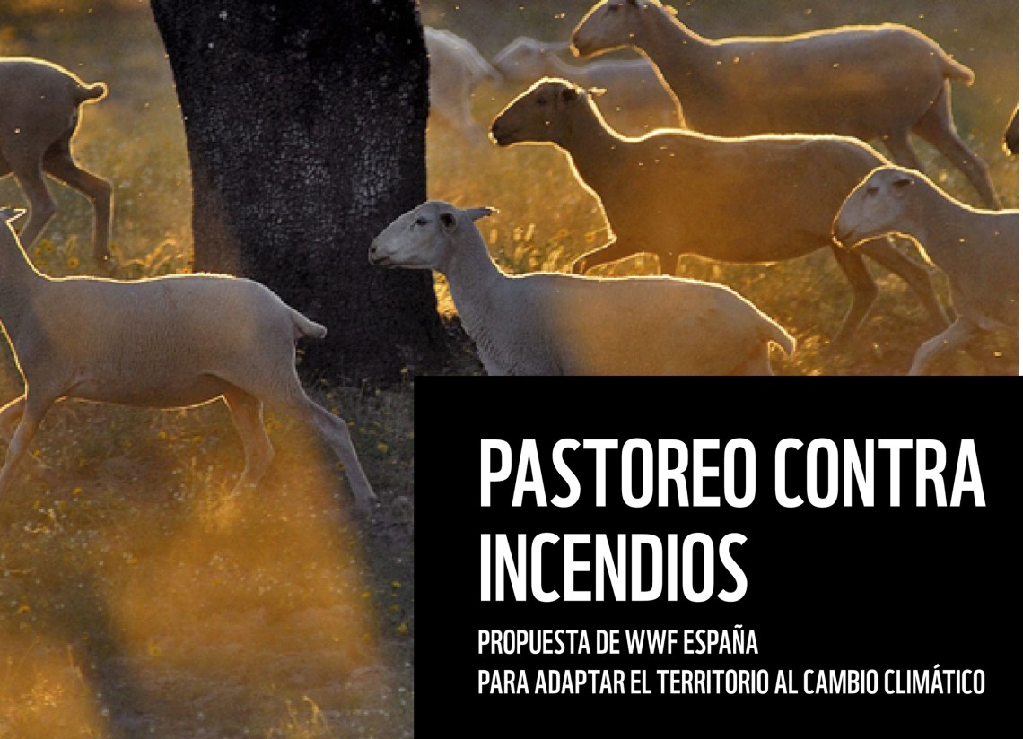 WWF presenta su informe «Pastoreo contra incendios» promoviendo la ganadería extensiva