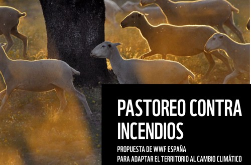 WWF presenta su informe «Pastoreo contra incendios» promoviendo la ganadería extensiva