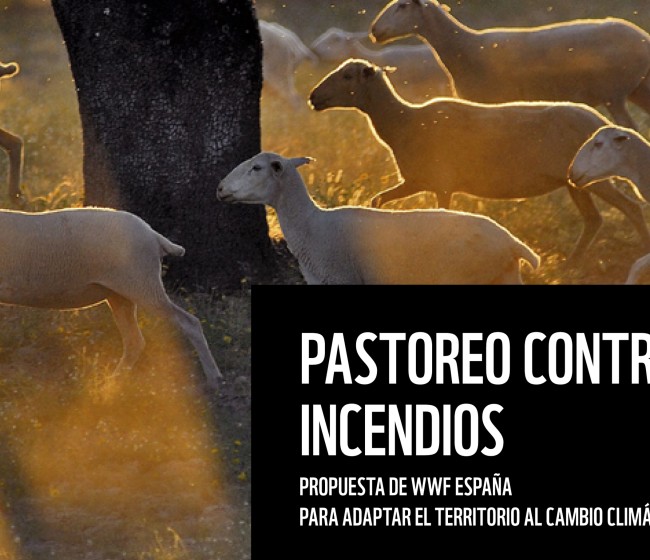 WWF presenta su informe «Pastoreo contra incendios» promoviendo la ganadería extensiva
