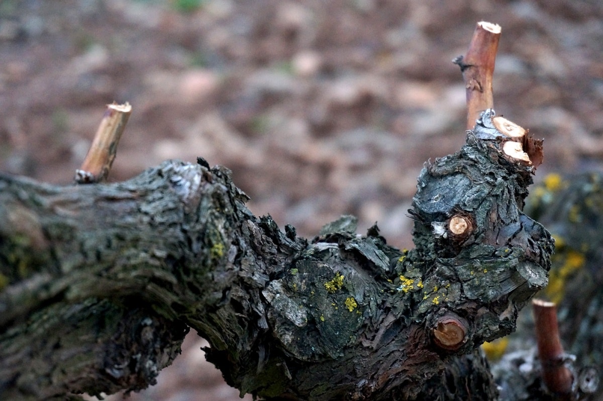 El agro de Castilla-La Mancha exige al MAPA cambios en el eco-régimen de la PAC de cubierta vegetal inerte de viñedo