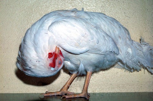 Dos nuevas explotaciones de broilers de Almería con virus de la enfermedad de Newcastle