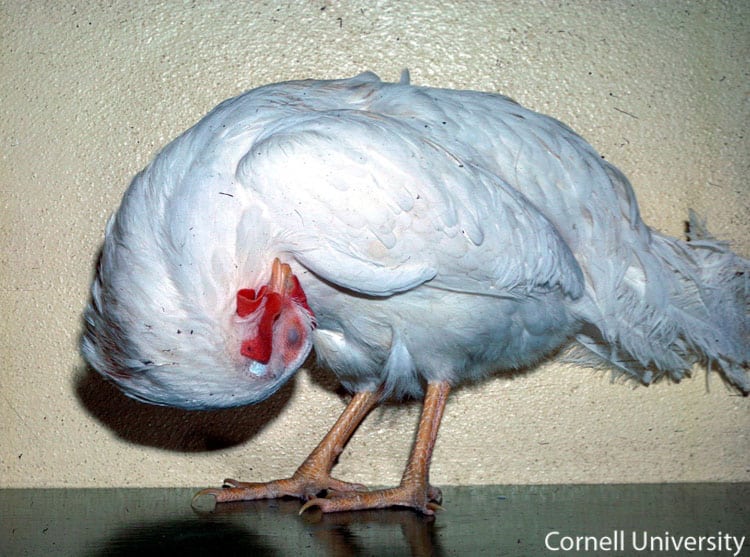 Dos nuevas explotaciones de broilers de Almería con virus de la enfermedad de Newcastle