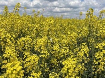 La CE plantea una suspensión insuficiente de aranceles a las materias primas para fabricar fertilizantes nitrogenados