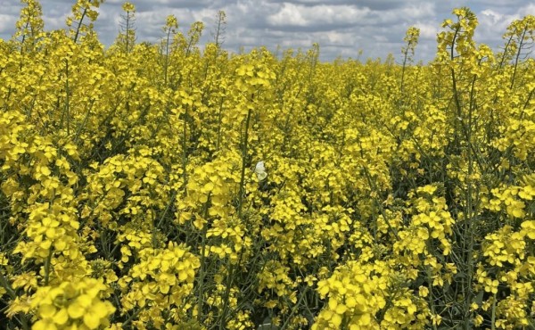 La CE plantea una suspensión insuficiente de aranceles a las materias primas para fabricar fertilizantes nitrogenados