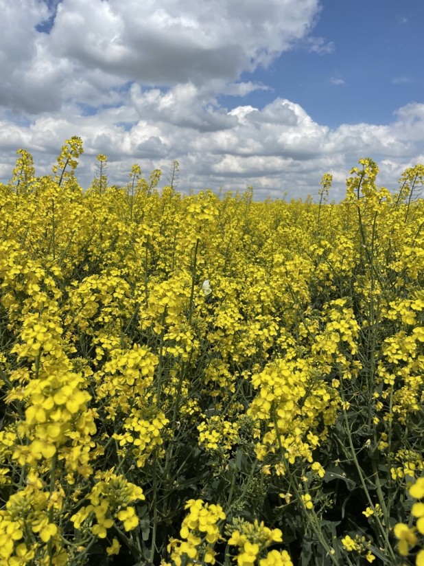 La CE plantea una suspensión insuficiente de aranceles a las materias primas para fabricar fertilizantes nitrogenados