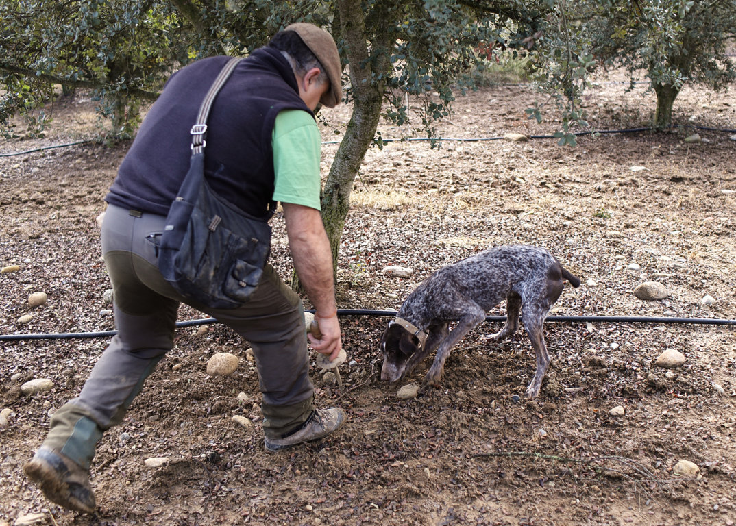 ASAJA considera la nueva Ley de derechos animales una agresión para el mundo rural