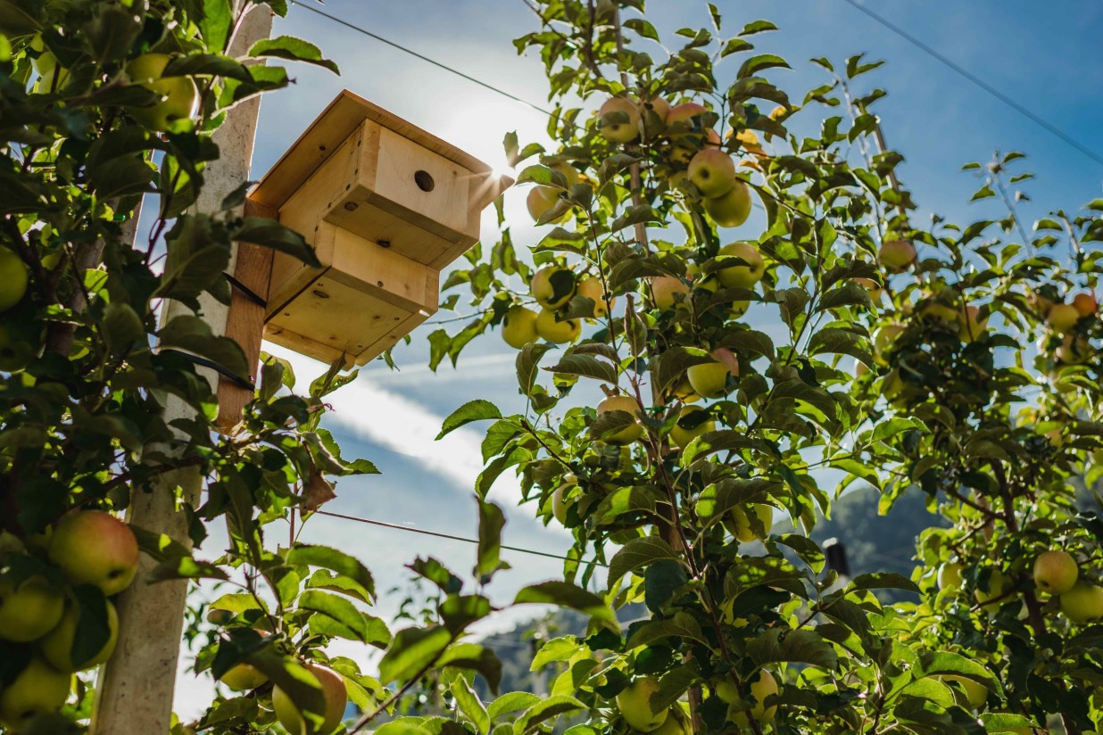 Prognosfruit: previsión de un 1% más de cosecha europea de manzanas y del 20% de peras en 2022/23