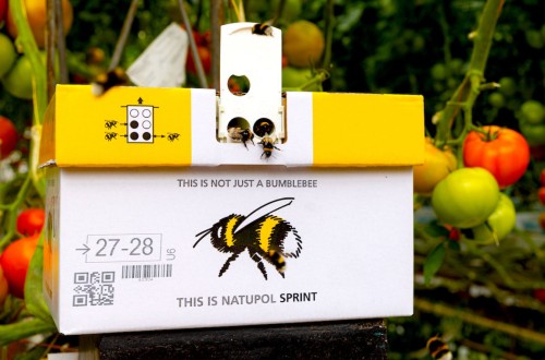 Polinización más rápida con la nueva colmena de Koppert Natupol Sprint