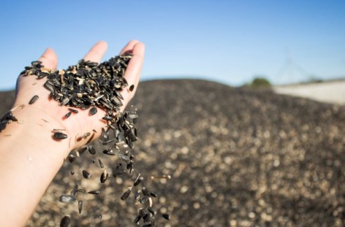 ASAJA-Sevilla alerta que no hay motivos que justifiquen las bajas cotizaciones del girasol