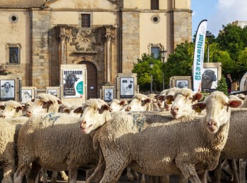 Interovic continua asegurando el futuro de la carne de cordero con el apoyo de la UE