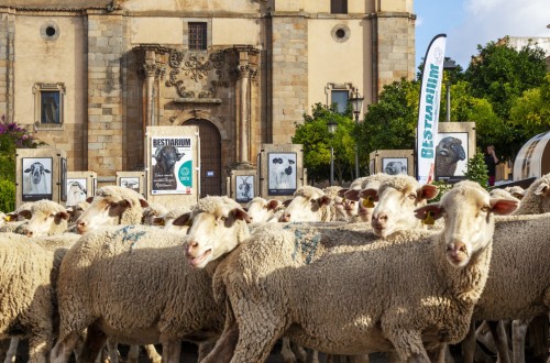 Interovic continua asegurando el futuro de la carne de cordero con el apoyo de la UE