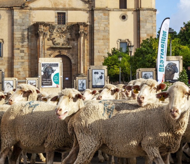 Interovic continua asegurando el futuro de la carne de cordero con el apoyo de la UE