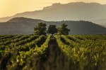 Reconocidos 12 nuevos viñedos singulares en la DOCa Rioja