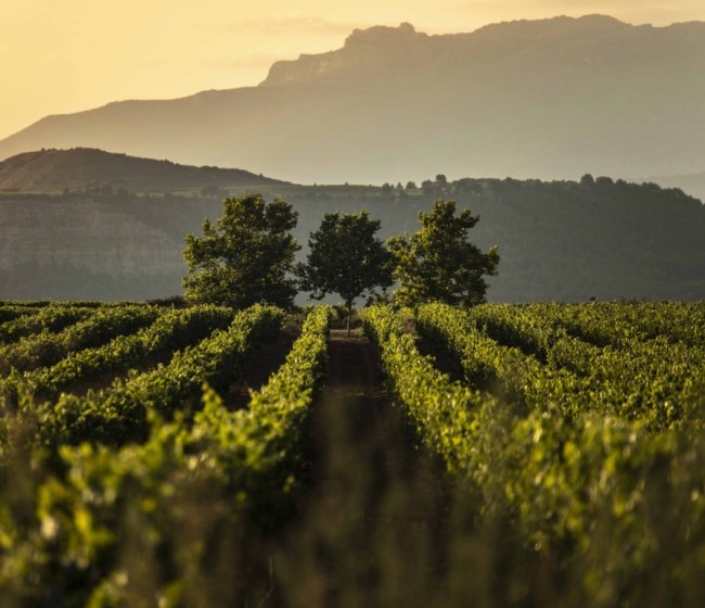 Reconocidos 12 nuevos viñedos singulares en la DOCa Rioja