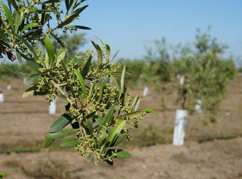 Situación y perspectivas de los bioestimulantes en Europa