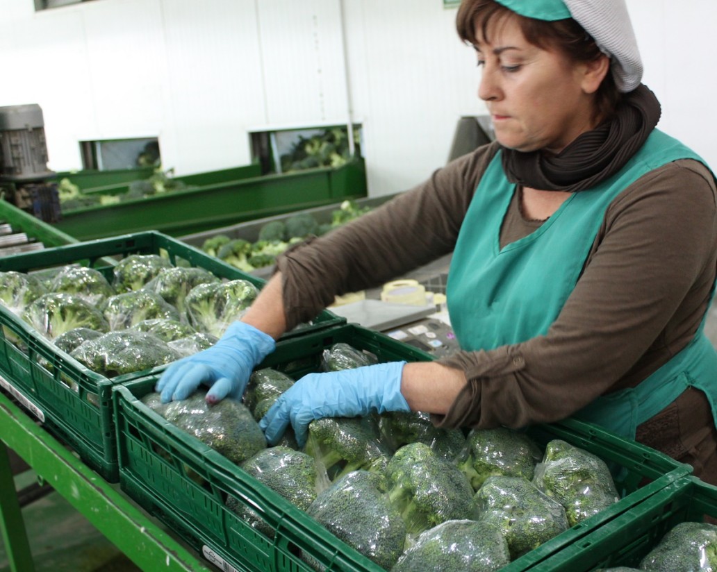 La producción de brócoli y coliflor en Murcia afronta una compleja campaña