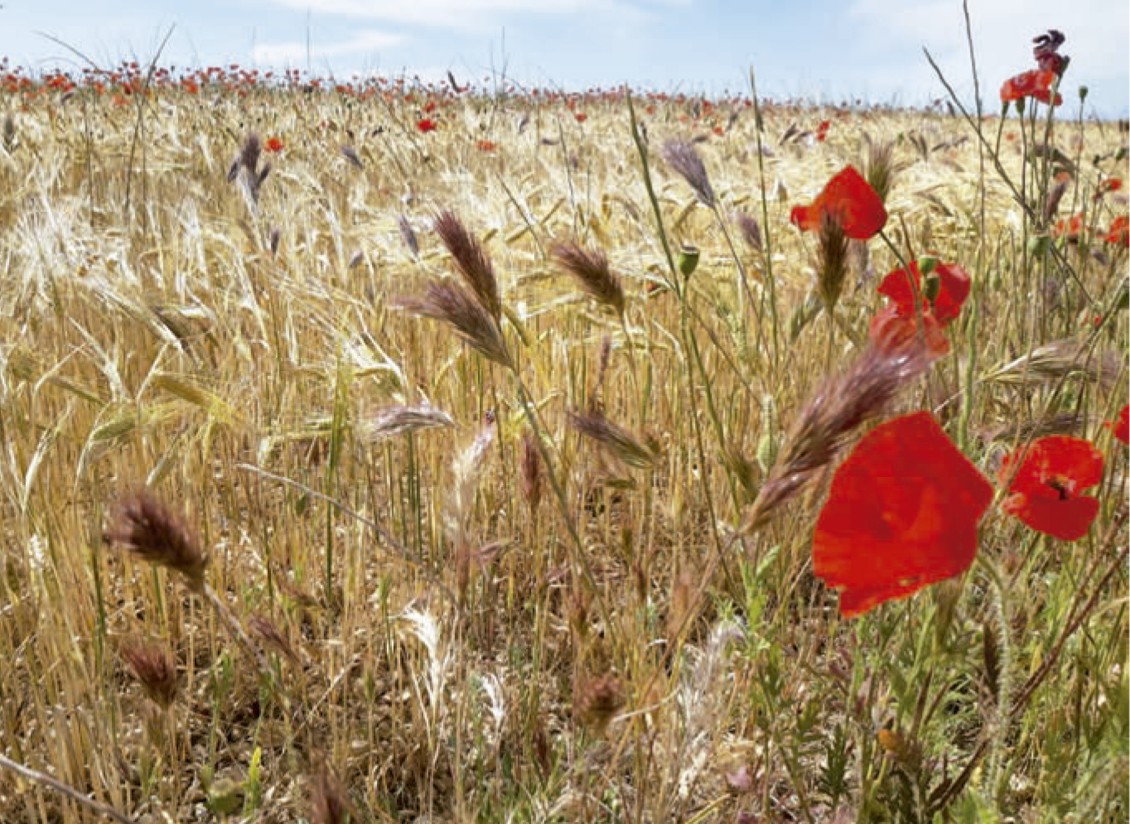 Control de gramíneas difíciles en cereal de invierno en Navarra