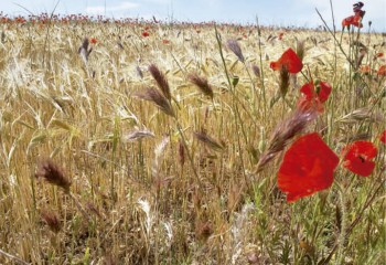 Control de gramíneas difíciles en cereal de invierno en Navarra
