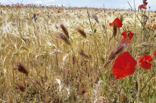 Control de gramíneas difíciles en cereal de invierno en Navarra