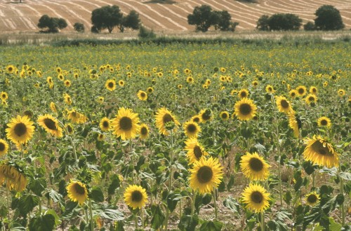 Castilla-La Mancha destinará 32,5 millones al girasol, aromáticas, apicultura y zonas de montaña