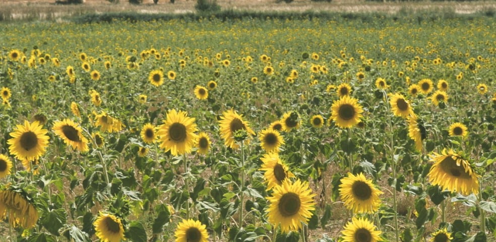 girasoles_campo