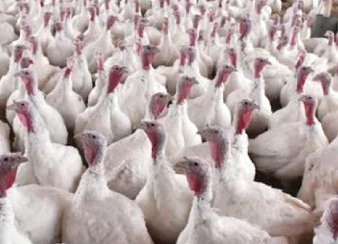 Confirmado un brote de gripe aviar en una explotación de pavos onubense