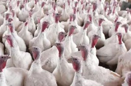 Confirmado un brote de gripe aviar en una explotación de pavos onubense