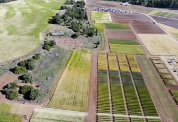 Evaluación de producción y balance económico de diferentes dosis de siembra en cebada