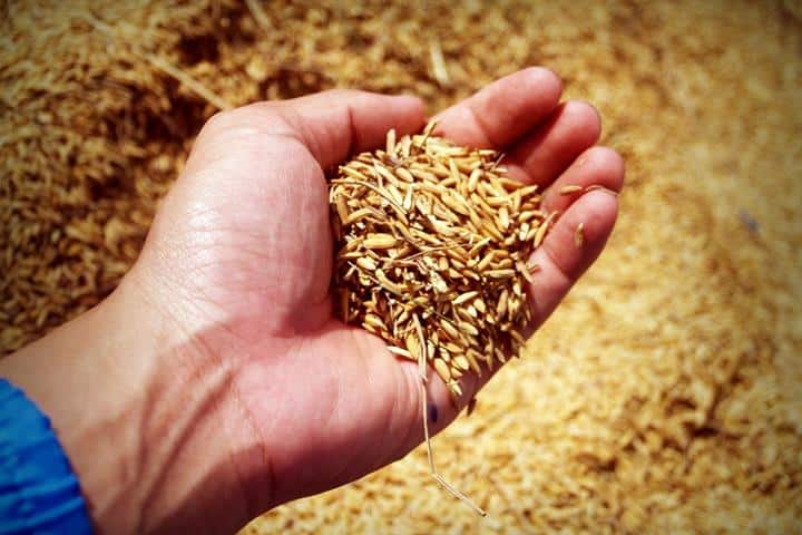 El sistema «SIEGA» obligará a los operadores a informar de sus stocks de cereales, arroz, semillas oleaginosas y semillas certificadas